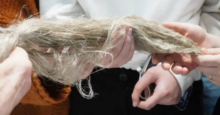 new l importanza lino canapa diversi settori seminario istituto con ornella bignami 38929 1